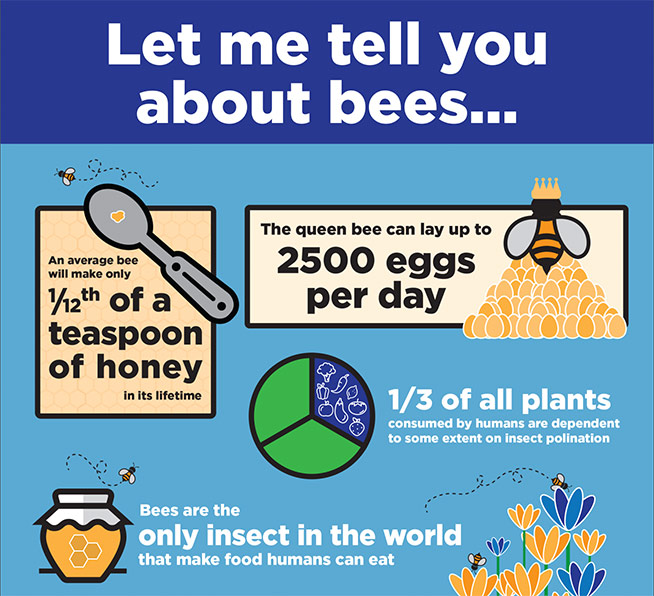 Honey bee infographic - general bee info