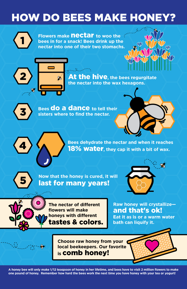 How Bees Make Honey Infographic 