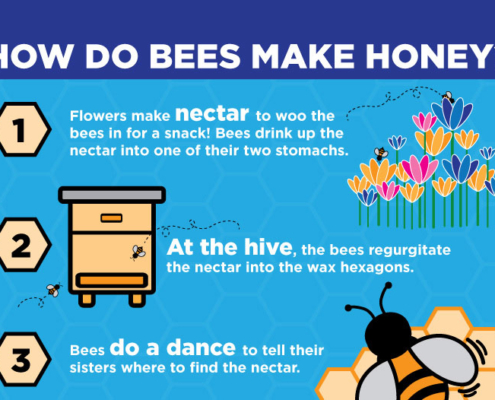 How Do Bees Make Honey Infographic