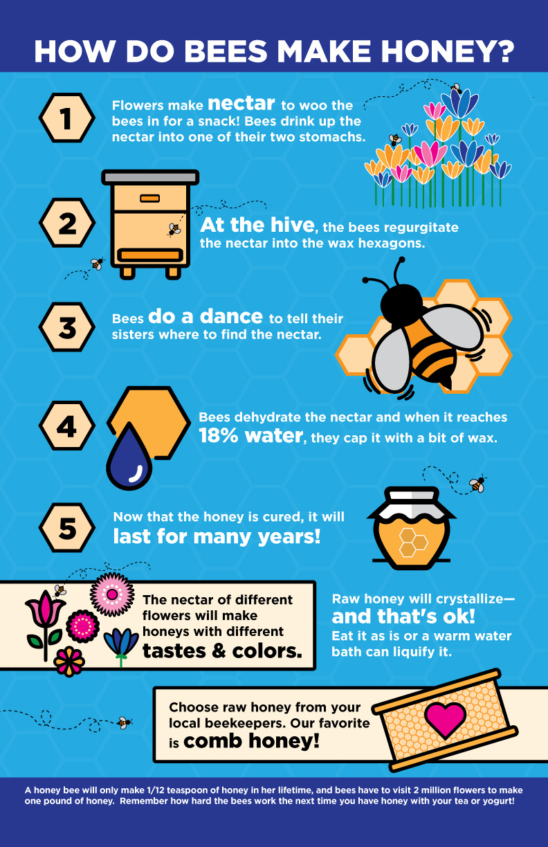 How bees make honey infographic project